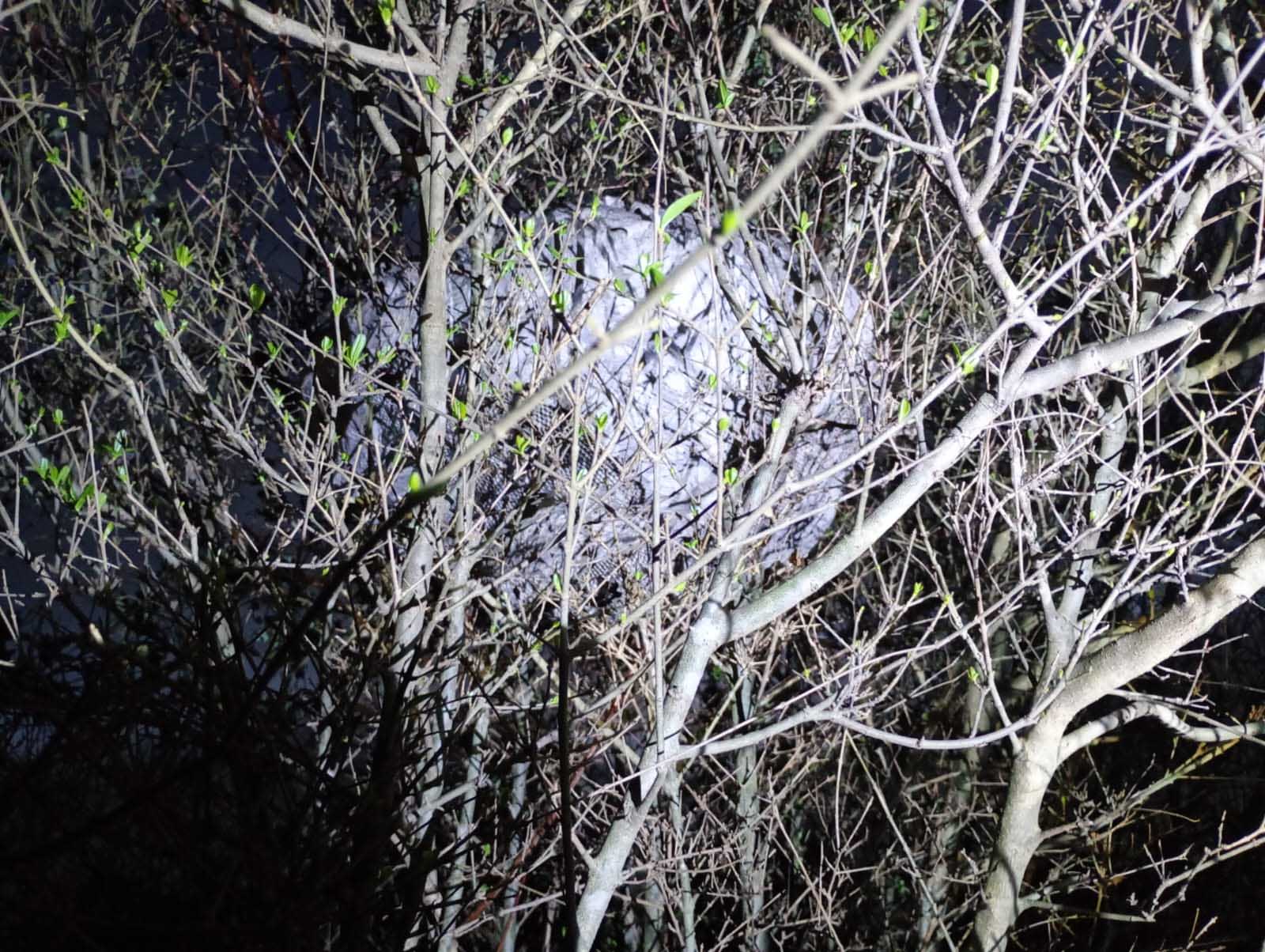 Avispero camuflado entre las ramas, de noche